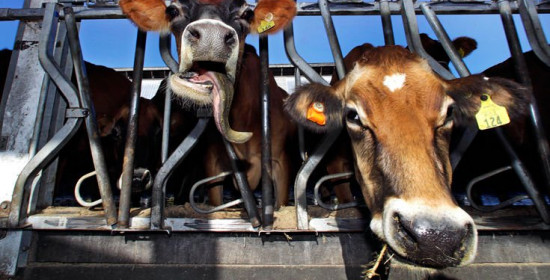 Οι σουηδικές αρχές επιτρέπουν τις . . . αγελάδες στις παραλίες γυμνιστών