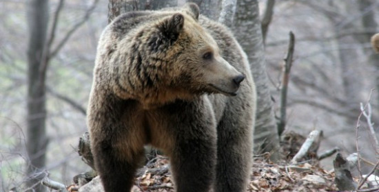Αρκούδα μπούκαρε σε καφενείο στα Ζαγοροχώρια