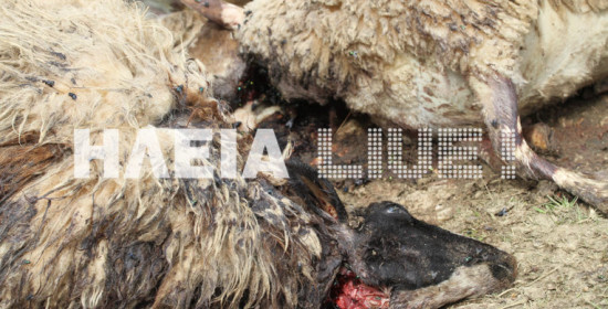 Σκλίβα: Αγριόσκυλα κατασπάραξαν κοπάδι με πρόβατα