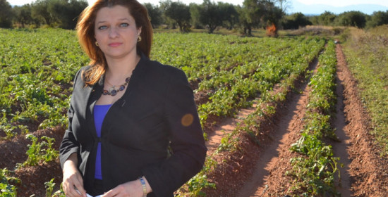 Αυγερινοπούλου: Δέσμευση του προέδρου ΕΛΓΑ για αποζημιώσεις στους πατατοκαλλιεργητές