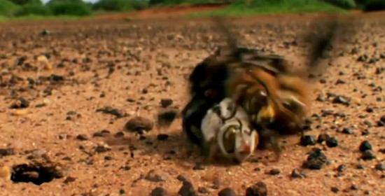 Μέλισσες παλεύουν μέχρι θανάτου πάνω στη φρενίτιδα του ζευγαρώματος