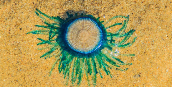 Τα παράξενα μπλε πλάσματα που ξεβράστηκαν στις παραλίες του Νιου Τζέρσι