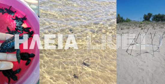 Κατάκολο: Γεννητούρια στην παραλία για τις caretta - caretta