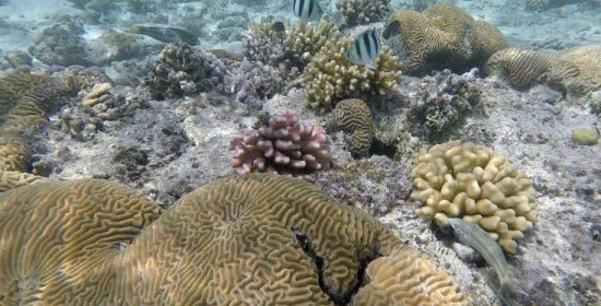 Οι αρουραίοι επιδρούν καταστροφικά στη ζωή των κοραλλιογενών ατολών στον ωκεανό