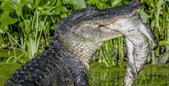 Συγκλονιστικές φωτογραφίες: Τεράστιος αλιγάτορας-κανίβαλος τρώει έναν μικρότερό του