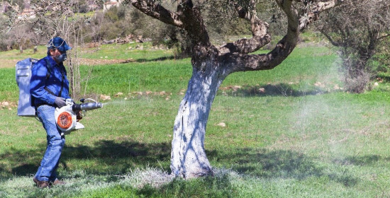 Προβληματισμός για το δάκο στην ελιά - Ενημέρωση απο το ελαιοτριβείο Παπαδόπουλος