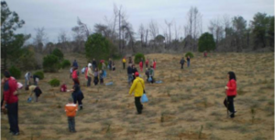 Βαρθολομιό: Δενδροφύτευση στο δάσος των Θινών την Κυριακή