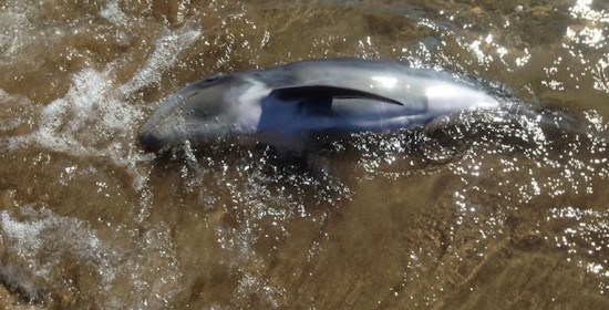 Σπιάντζα: Επιχείρηση διάσωσης για μικρό δελφίνι