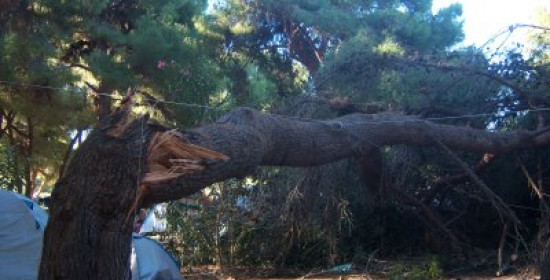 Κρέστενα: Έκλεισε η Ε.Ο. Πύργου - Κυπαρισσίας από πτώση δέντρου