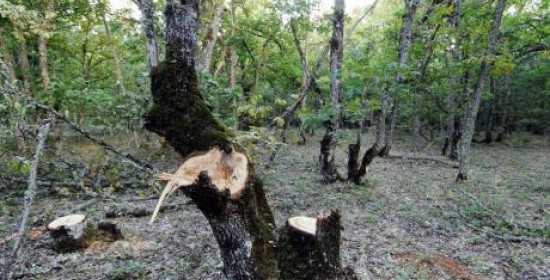 Στροφυλιά: Πυροβολισμοί και μαχαίρια για εκφοβισμό των δασικών υπαλλήλων από λαθροϋλοτόμους - Ανατριχιαστικές οι καταγγελίες του Αντώνη Κανταρτζόπουλου