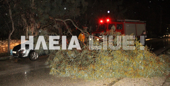 Πύργος: Πτώση δέντρου στην οδό Υψηλάντους - Ζημιά σε ΙΧ