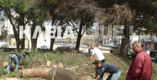 Προσωπικό του δήμου Ήλιδας τεμαχίζει το πεσμένο δέντρο. 