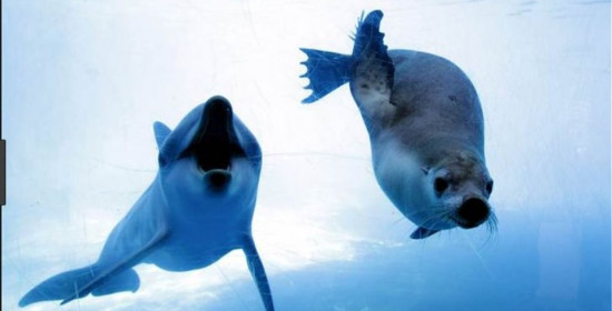 Σοκ: Ψαράδες σκοτώνουν δελφίνια και φώκιες υπό εξαφάνιση για να τα κάνουν δόλωμα! 