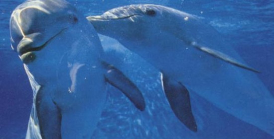 WWF: Μοιραζόμαστε το ίδιο σπίτι με 9 θαλάσσια θηλαστικά!