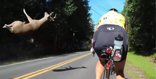 Βίντεο σοκ: Η στιγμή που αυτοκίνητο χτυπά ελάφι δίπλα από ποδηλάτη