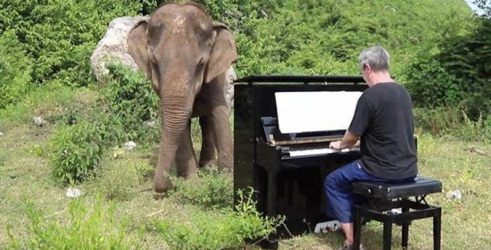Τυφλός ελέφαντας χορεύει με την μουσική από το πιάνο