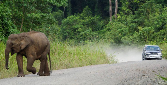Χωρικοί στη Μαλαισία σκότωσαν ελέφαντα απειλούμενου είδους για εκδίκηση