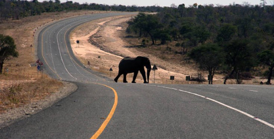 Σφαγή ελεφάντων από λαθροκυνηγούς στη Μποτσουάνα