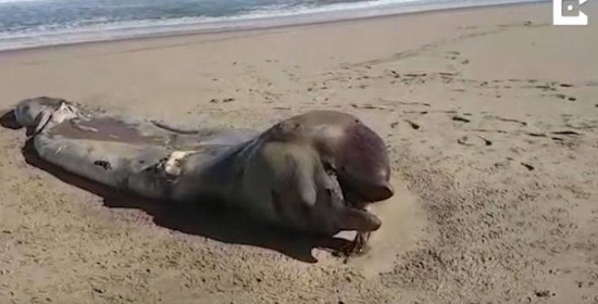 To απόκοσμο κουφάρι που βρέθηκε σε παραλία και προβλημάτισε τους βιολόγους