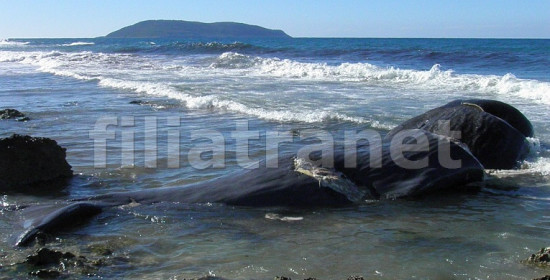 Αγία Κυριακή Φιλιατρών: Φάλαινα 10 μέτρων ξέβρασε η θάλασσα! (Video) 