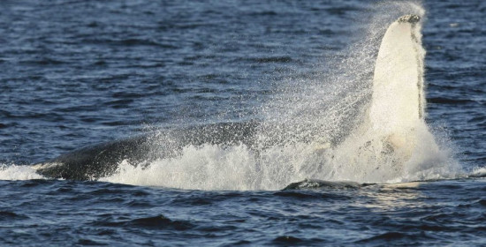 Συμβουλές της Greenpeace για τη φάλαινα στον Κορινθιακό