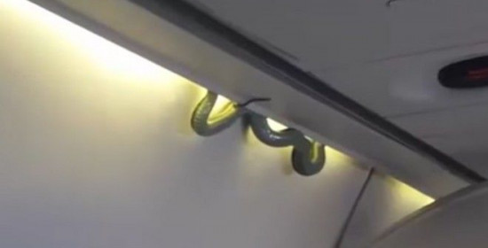 Βίντεο: Φίδι σκόρπισε τον πανικό κατά τη διάρκεια πτήσης