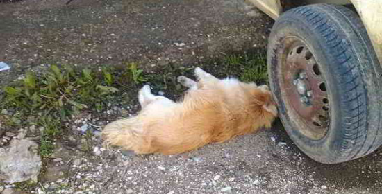 Ηλεία: Φόλες στο Βαρθολομιό - Δύο νεκρά σκύλια