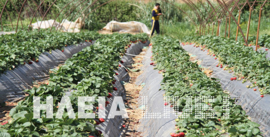 Παραγωγοί φράουλας Ηλείας: Μόνοι, αναζητούν τις εναλλακτικές αγορές 