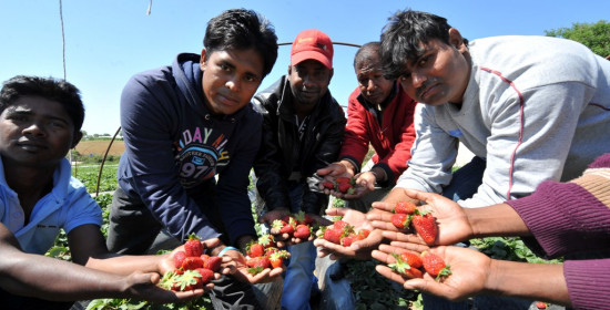Ηλεία: Μονοψήφιος αριθμός αιτήσεων στον ΟΑΕΔ για μια θέση στην συγκομιδή φράουλας! 