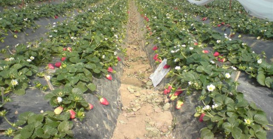 Καλή αναμένεται η φετινή παραγωγή φράουλας η συγκομιδή της οποίας ξεκίνησε ήδη στην Ηλεία 