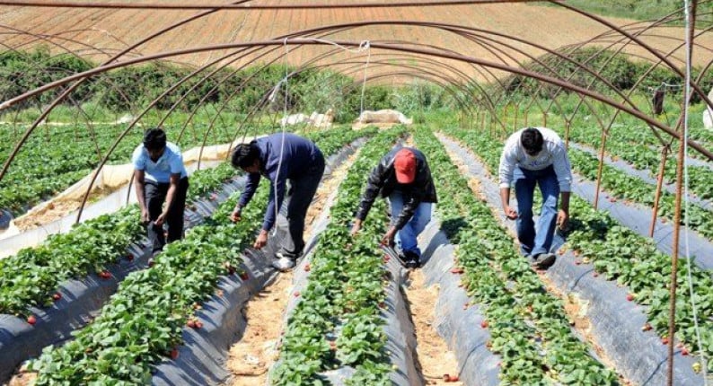  στο "φουλ" η παραγωγή της φράουλας αλλά . . . μειωμένα κατά 20% τα στρέμματα που καλλιεργήθηκαν φέτος στην ηλεία 