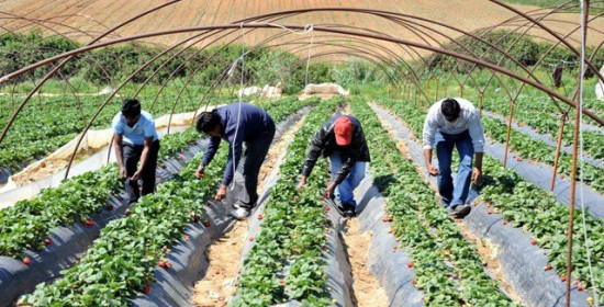  Στο "φουλ" η παραγωγή της φράουλας αλλά . . . Μειωμένα κατά 20% τα στρέμματα που καλλιεργήθηκαν φέτος στην Ηλεία 