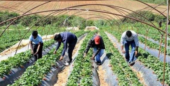 Καλλιέργεια φράουλας: Μείωση της καλλιεργούμενης έκτασης, άλυτο το πρόβλημα των παρανόμων εργατών γης