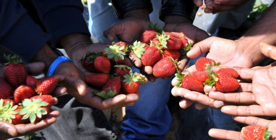 Ποιες φράουλες Ηλείας; - Το ρωσικό "εμπάργκο", το ρούβλι, τα ανεπαρκή μέτρα της ΕΕ εξαφανίζουν την μέχρι πρόσφατα "δυναμική καλλιέργεια" της Ηλείας
