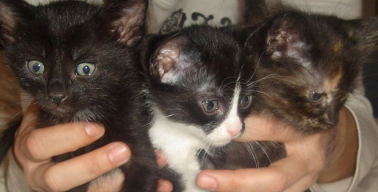 Ηλεία: Πάνω απο 40 γάτες φαρμακώθηκαν σε χωριό - "Θεριεύει" το φιλοζωϊκό κίνημα