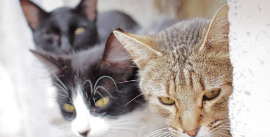 Πρόγραμμα απογραφής . . . για τις γάτες εγκαινιάζεται στην Ουάσινγκτον