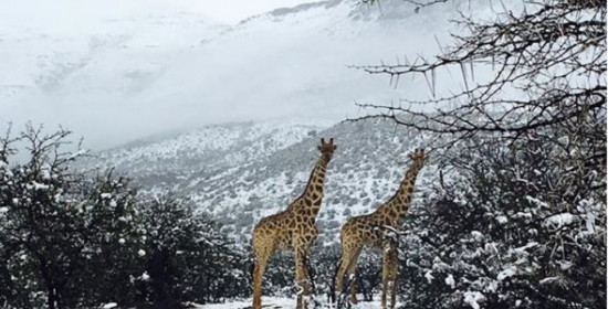Στα λευκά . . . η Νότια Αφρική: Μοναδικές εικόνες με καμηλοπαρδάλεις, λιοντάρια και ελέφαντες στα χιόνια 