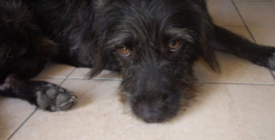 Πύργος: Μήνυση για εγκατάλειψη σε ιδιοκτήτη σκύλου