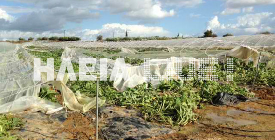 Μανωλάδα: Δεκάδες προβλήματα από την κακοκαιρία σε θερμοκήπια φράουλας & κηπευτικών