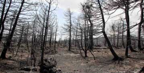 Μέτρα για την αποκατάσταση στα καμένα δάση