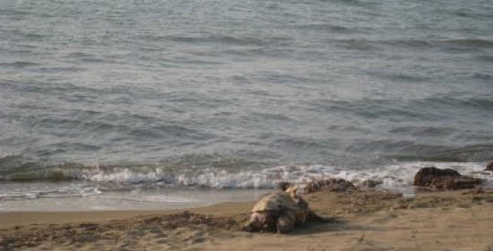 Οι καρέτα - καρέτα στην παραλία του Κοτυχίου