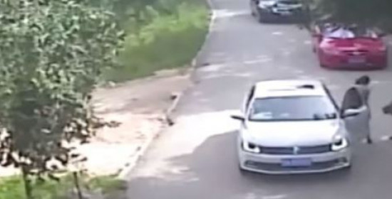 Φονική επίθεση τίγρης σε πάρκο άγριας ζωής στην Κίνα - Σκότωσε μια γυναίκα και τραυμάτισε μια ακόμα (video)