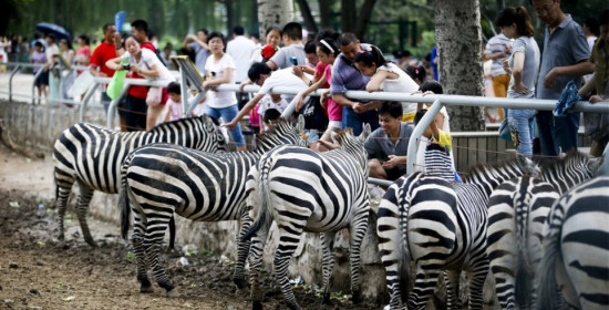 Κίνα: Ο Ζωολογικός Κήπος του Πεκίνου επιβάλει πρόστιμο σε όσους ταΐζουν ζώα