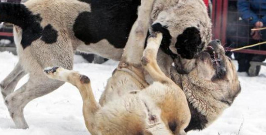 Φρίκη σε "αγώνες" σκύλων- Αιματηρές μάχες μέχρι θανάτου στην αρένα