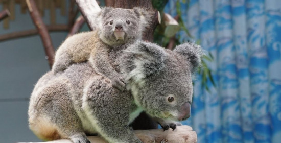 Η πρώτη δημόσια εμφάνιση μωρού κοάλα σε ζωολογικό κήπο