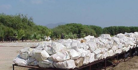 Μεγάλη επιχείρηση της ΕΛΑΣ: Βρέθηκαν 480 κιλά κοκαΐνης μέσα σε μπανάνες από την Κολομβία