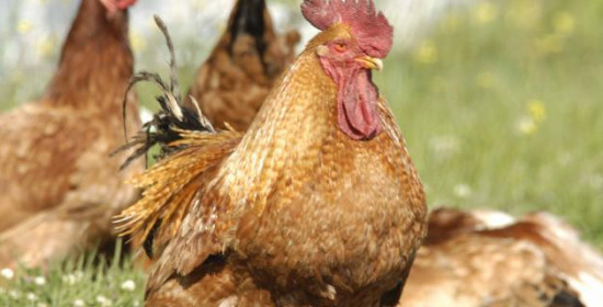 Αυγό με λοφίο γέννησε κότα στον Τύρναβο - Συρρέουν όλοι στη Λάρισα για να το δουν 