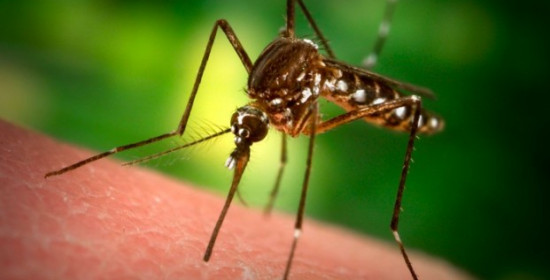 Δυτική Ελλάδα: Στις περιοχές υψηλού κινδύνου για τα κουνούπια
