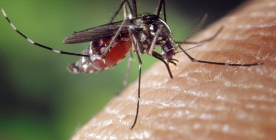 "Επέλαση" των κουνουπιών αναμένεται φέτος στη χώρα μας!