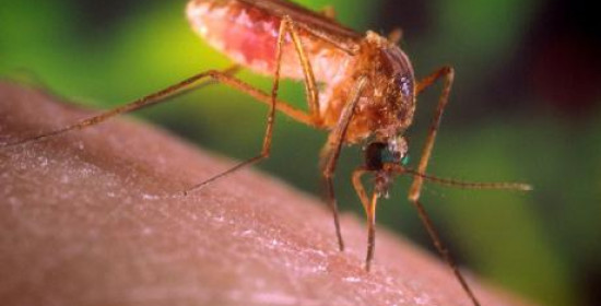 Δυτική Ελλάδα: Πρόγραμμα καταπολέμησης κουνουπιών και ενημέρωση πολιτών